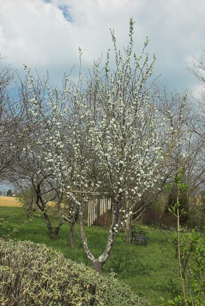 lyre 2 Du coup l'arbres est reparti... le voilà au printemps 2012.