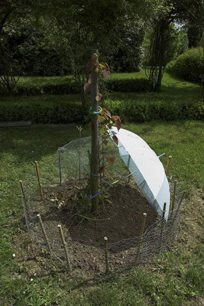 potager un grillage anti poule, des bambous, un parapluie anti soleil, et voilà nos salades prètes à pousser.