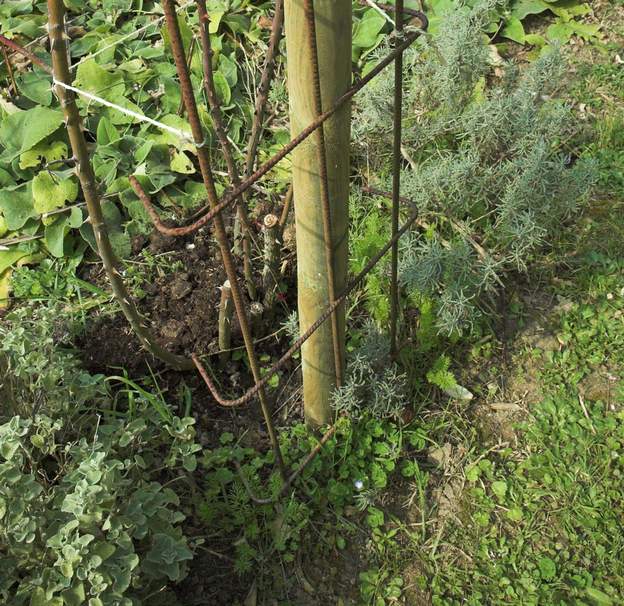 fer a beton 06 Notre technique a évolué, on met systématiquement un piquet de bois bien solide avant de planter le grimpant.