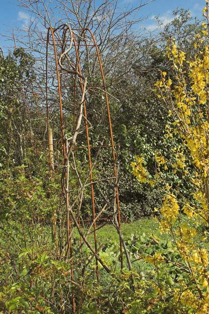 palissage de treille Pour soutenir cette vigne et faciliter la taille, encore un fer à béton, attaché à un piquet pour résister au vent.