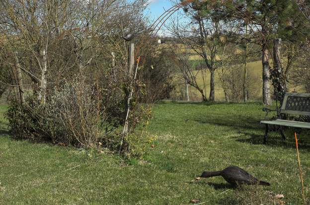 canard ou oie 2010 On ne sait pas si c'est un canard ou une oie. à votre avis ? En tous cas il se balade beaucoup.