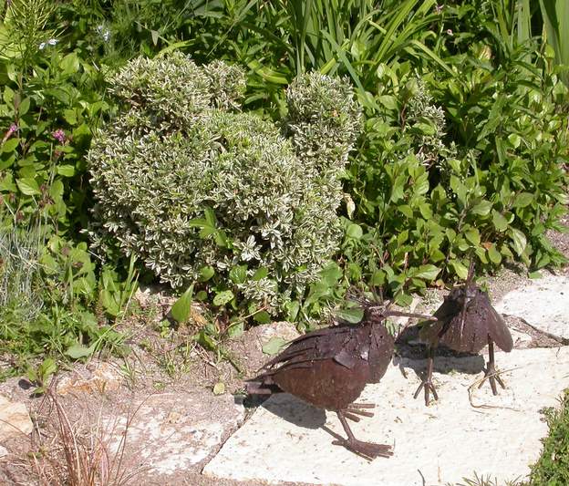 huppes b 2006 D'autres huppes ; ces petits oiseaux font bon ménage avec la poule en topiaire. Enfin... j'espère