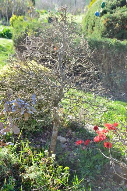 bonsai chene 1 2016
