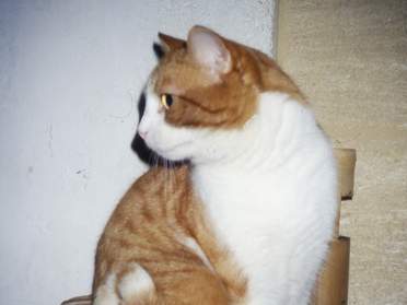 Chats en boites