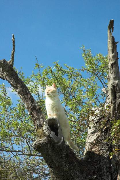 La vigie Le vieil amandier creux tremble sous le poids du chat.