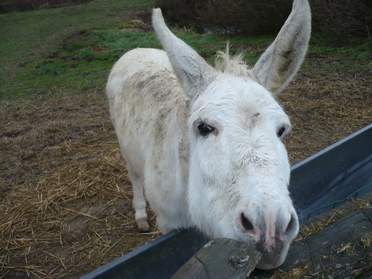 Chevaux