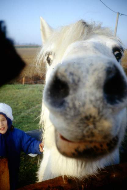 Olympie en 1991 La curiosité n'est pas un apanage des chats. Les poneys aussi ! et puis peut-être que ça se mange ?