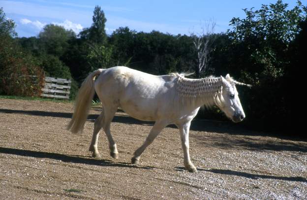 Belle coifure Magnifique tresse par Coline.