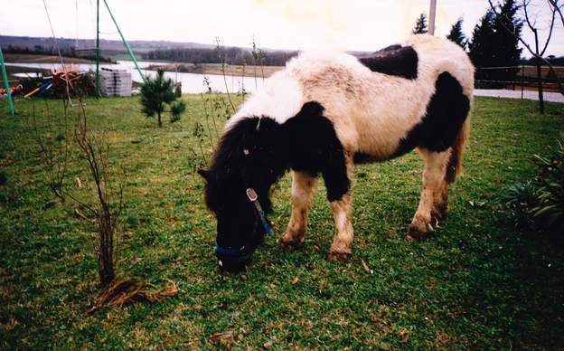 Juana La petite Shetland en retraite. Têtue, intelligente, rusée, un vai Shetland quoi ! elle sait parfaitement passer sous un fil électrique en s'aidant de sa...