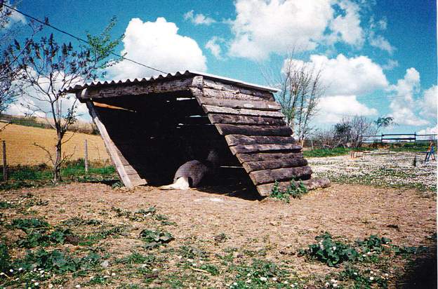 cabane Les effets du vent d'autan n'ont pas l'air de déranger Juana plus que ça ! on sera quand même obligé d'abattre l'abris et d'en refaire un autre.