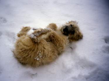 animaux domestiques