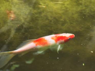Poissons