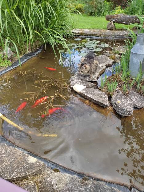 2024 04 25 (1) Une amie nous a donné quelques poissons, elle en a plein plein. Le dernier notre les rejoint sans difficulté. Espérons que ça va marcher.