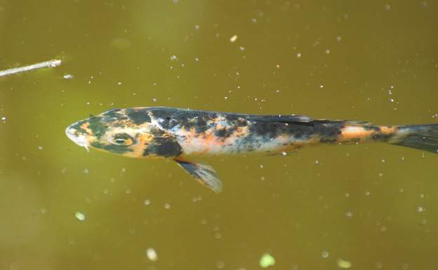 Koi 1-12 Mai 2012 : on remet des Koi ( Cyprinus carpio ). En japonais NISHIKIGOI. On en a eu avant, mais soit les hérons les ont mangées, soit elles ont disparu cuite en...