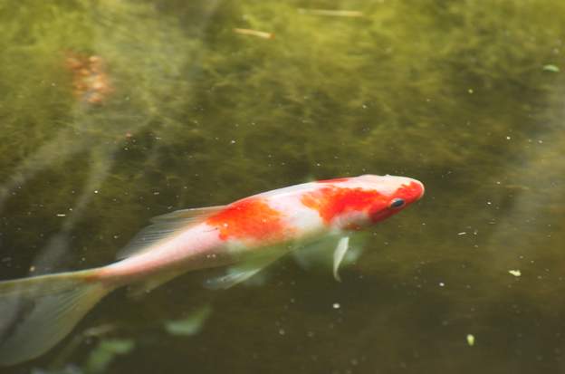 rouge (1) Avant de remettre des Koi, on a vérifié que les poissons rouges normaux ( (Carassius auratus ) survivaient sans difficulté, grossissaient et pouvaient même se...