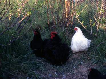 Poules et Coqs