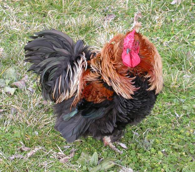 2006 coq Croisement poule naine et coq Bantham. Il a les plumes des ailes à l'envers, très bizarre.