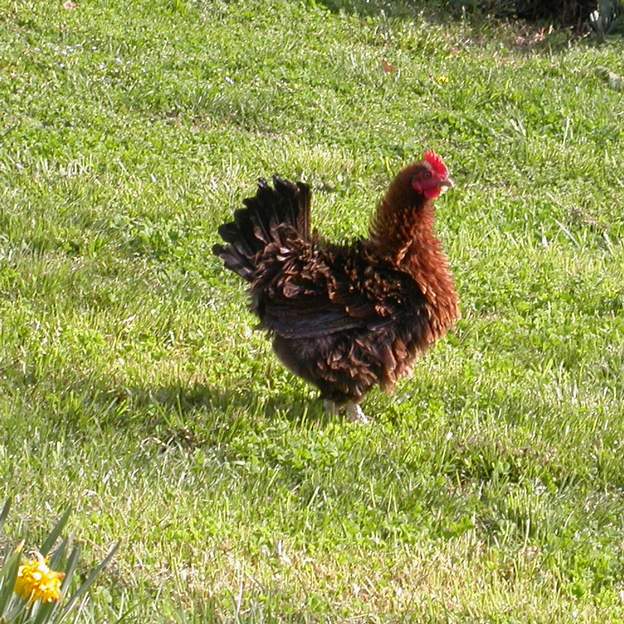 2006 poule bizarre Encore plus bizarre, toutes les plumes à l'envers. Court mal, ne peut pas voler, du coup un chien l'a tuée.