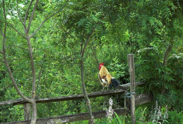 2009 coq Demi-nain donné par notre voisin. Il est magnifique. Poursuivi par un chien, il a disparu en 2011, on l'a vu qui se cachait dans un fossé loin de la maison,...