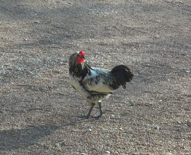 2011 10 Puisque l'ancien coq a disparu chassé par un chien, notre voisin nous a donné un jeune nain. Il peine pour l'instant à se faire sa place. Il n'a pas duré...