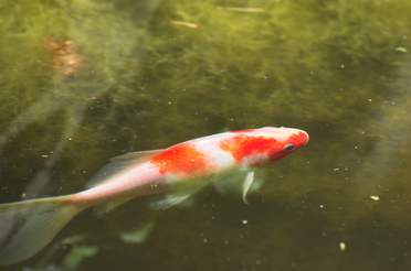 Poissons Dans l'un des bassins, la profondeur est assez importante pour que les poissons survivent à la chaleur estivale. Dans...