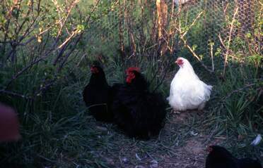 Poules et Coqs On a commencé avec des Bantham de Pékin qui se sont révélés un peu trop fragiles pour être en liberté complète. Avec...