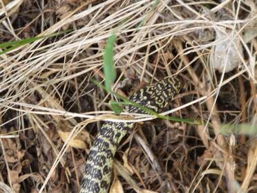Serpents et autres reptiles
