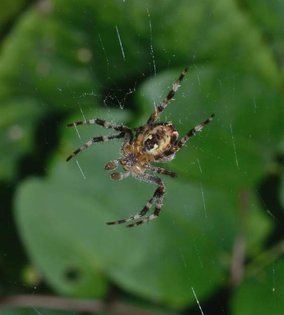 Araneus diadematus (1) Épeire diadème, un mâle.