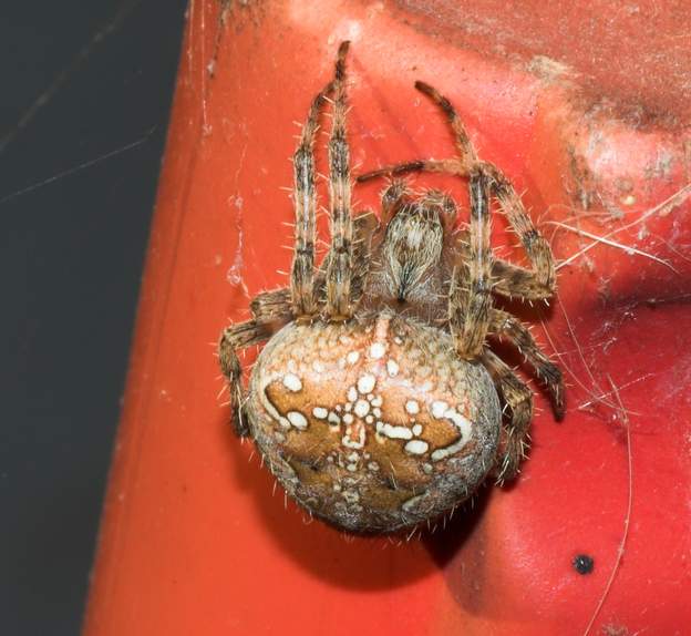 Araneus diadematus 0