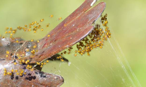 Araneus diadematus 2017a Sur l'un des petits oiseaux de fer, un nid de jeunes