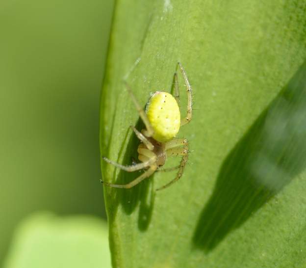 Araniella sp 1 C'est peut-être l'épeire concombre ! (Araniella cf. cucurbitina) mais sur photo on ne peut pas les distinguer. Taille 3 mm.