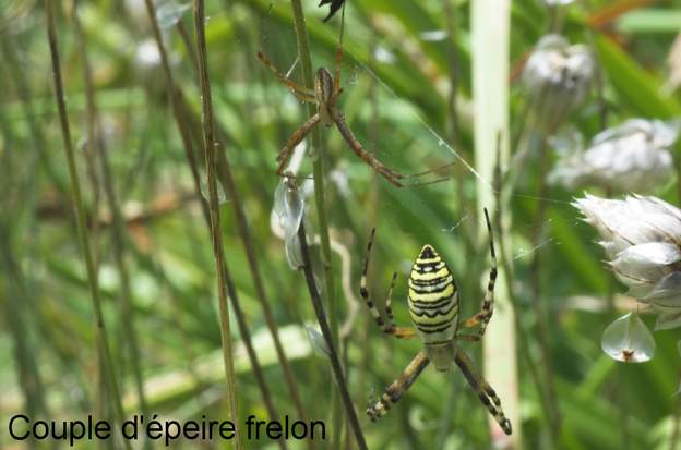 Argiope bruennichi 0b C'est l'une des araignées les plus facile à reconnaitre, surtout la femmelle. Le mâle, situé au dessus de la femelle, est trois fois plus petit.