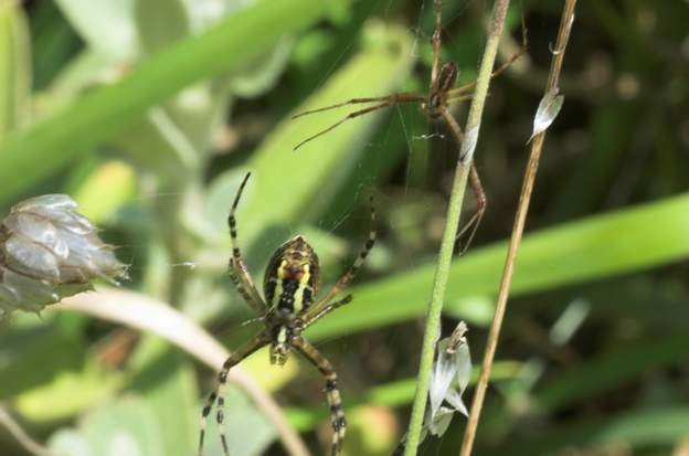 Argiope bruennichi 0c Les mêmes, vue ventrale