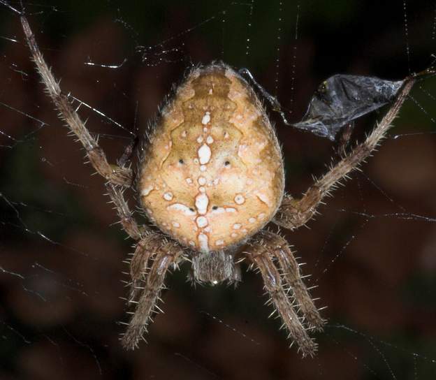 araneus diadematus 2a