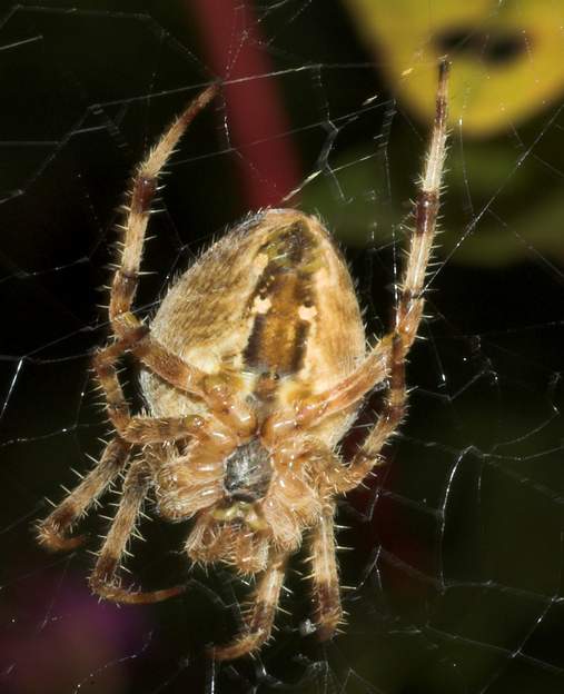 araneus diadematus 2b