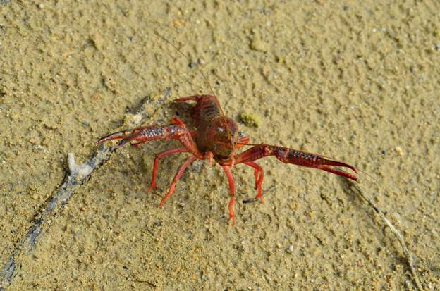 Procambarus clarkii 2017 09 L'écrevisse de Louisianne, une espèce invasive redoutable. Trouvée dans le lac en bas.