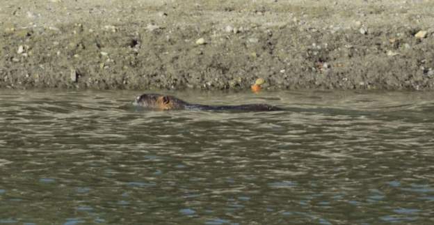 Ragondin 2016 Un ragondin nage dans le lac en bas.