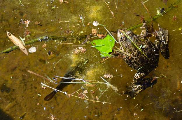 poisson et grenouille Grenouille verte et poisson noir dans un des bassins. Le poissons se croit sans doute bien caché, sinon on ne le verrait pas du tout.