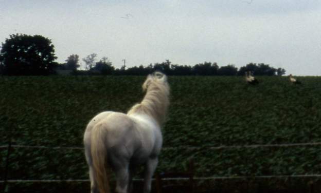 Olympie regarde des cigognes Olympie regarde trois cigognes qui passaient par là. Juin 1996. C'est la seule fois où on en vu non seulement passer, mais se reposer dans le lac deux jours....