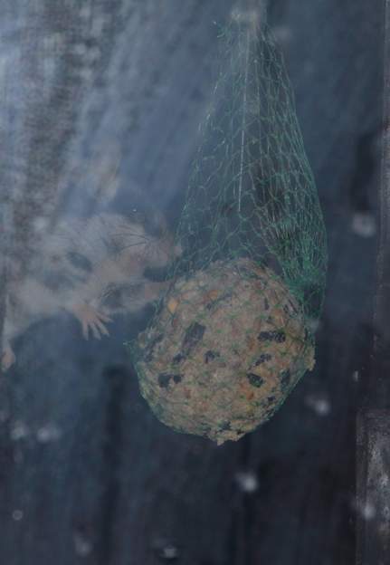 Deux lérots mangeant les boules des oiseaux Dans les boules pour les oiseaux, suspendues à la fenêtre de la cuisine, même pas peur !