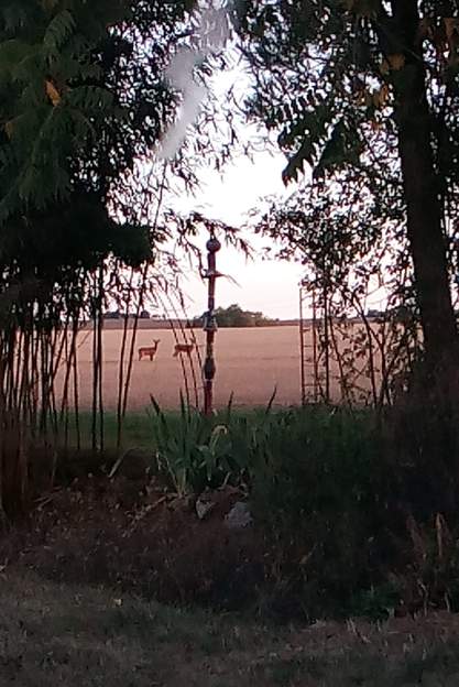 chevreuils 2019 09 Un matin de septembre, deux chevreuils au loin. Nous ne savons pas où ils vivent. Ils nous ont, hélas, bouffé l'écorce de quelques jeunes arbustes.