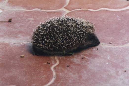 Hérisson Avant 2003, il y avait plein de hérissons dans le jardin, mais la canicule les a fait disparaître d'un coup. On en a revu à partir de 2009