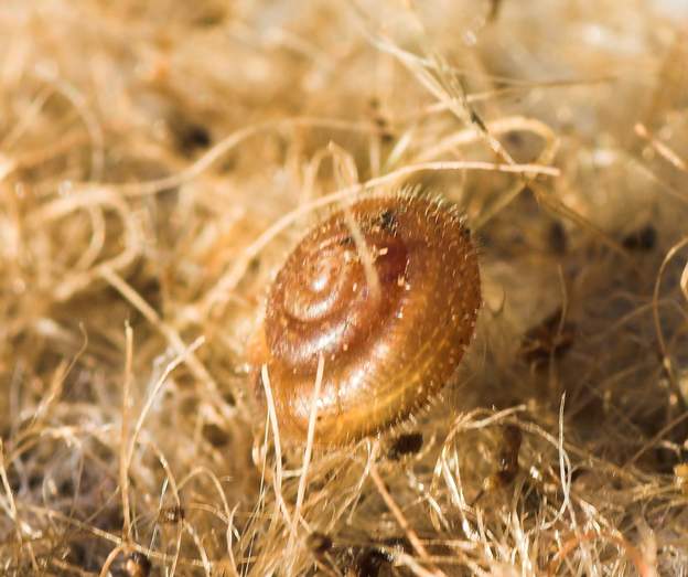 Causa holosericea