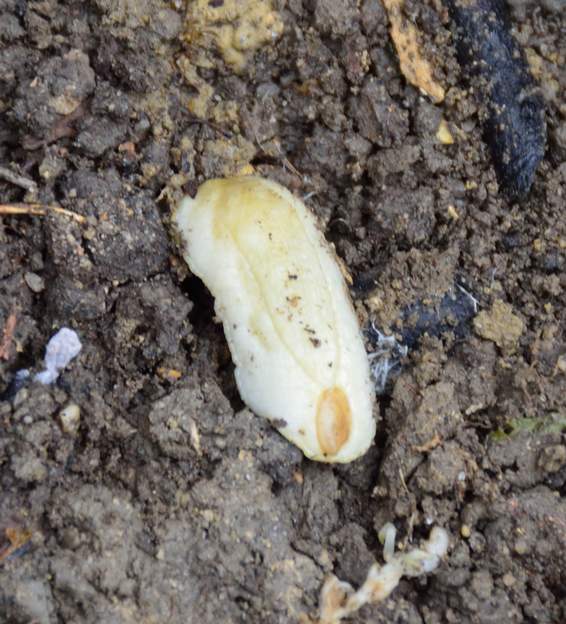 Testacella haliotidea Une Testacelle ; Ça ressemble à une limace, mais non, la testacelle est un carnivore qui mange ver de terre et limaces.