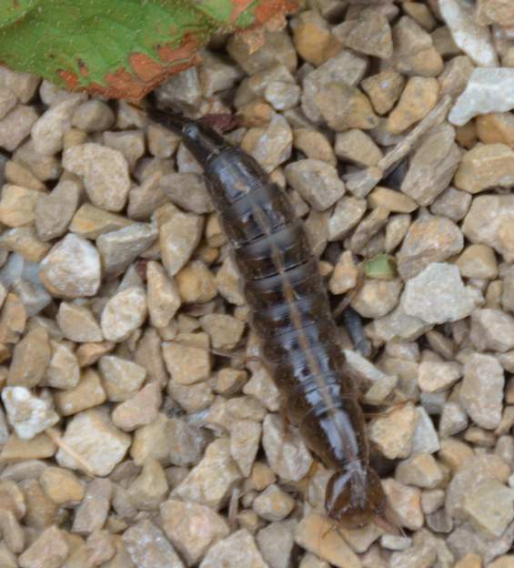Dytiscus marginalis larve (1) La larve, lorsqu'elle veut se nymphoser, sort de l'eau pour aller creuser une logette sur la terre ferme. Du coup nous avons pu la photographier.