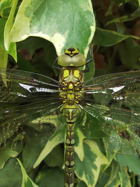 Aeshna cyanea 2022 06 (2) On voit bien l'angle brutal formé par la base de l'aile postérieure, et l'étranglement fort de l'abdomen.