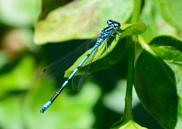 Coenagrion puella 1 Agrion jouvencelle ;3 cm, très rapide et sauvage, pas moyen de s'approcher.Demoiselle bleue.