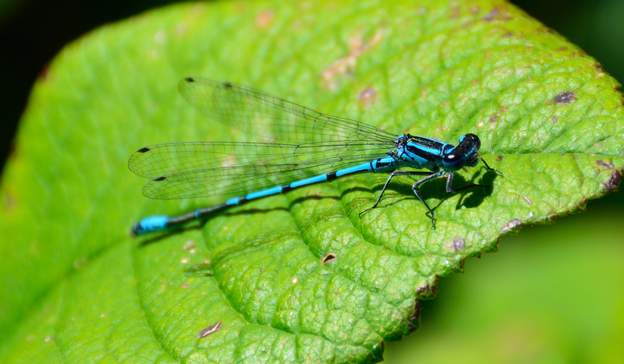 Coenagrion puella 2