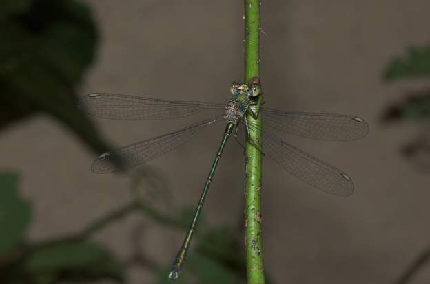 Lestes viridis 2