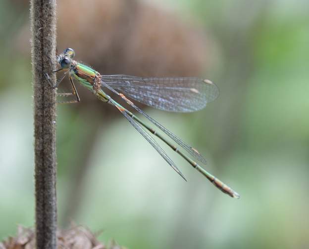 Lestes viridis 3